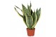 Sanseveria futura superba Sansevieria Futura Superba 