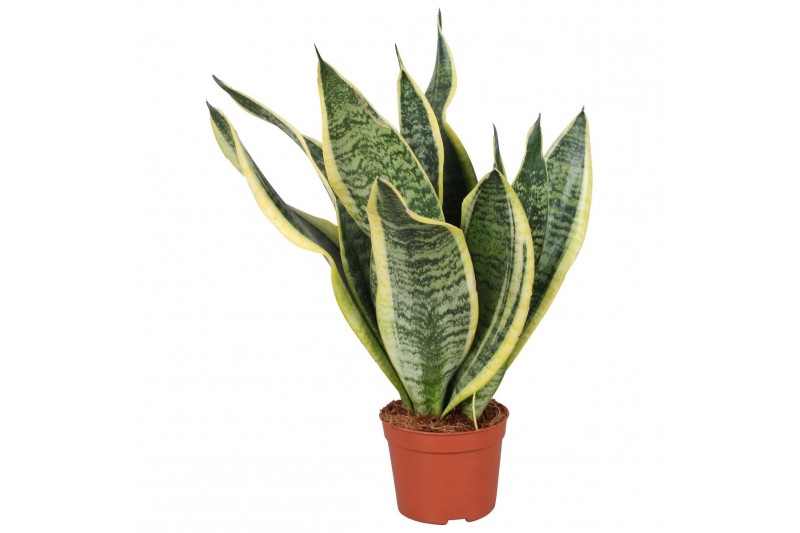 Sanseveria futura superba Sansevieria Futura Superba Sanseveria futura superba Sansevieria Futura Superba