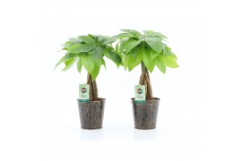 Pachira aquatica Pachira Aquatica gevlochten stam in Iron-Leaf 5 pp