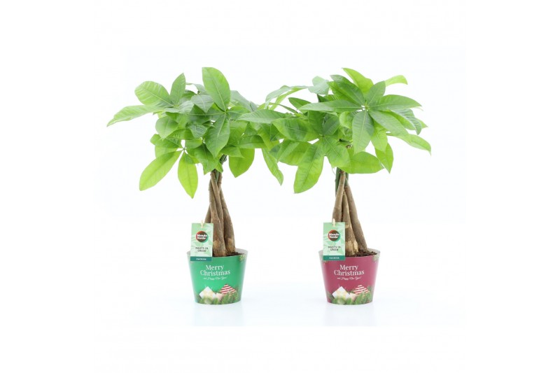 Pachira aquatica Pachira Aquatica gevlochten stam in Potcover Merry Ch Pachira aquatica Pachira Aquatica gevlochten stam in Potcover Merry Ch