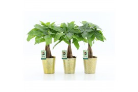 Pachira aquatica Pachira Aquatica gevlochten stam in Golden Christmas 