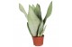 Sansevieria trifasciata moonshine Sansevieria Moonshine 