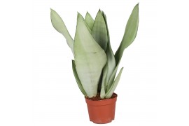 Sansevieria trifasciata moonshine Sansevieria Moonshine