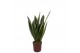 Sansevieria trifasciata Sansevieria Canary 