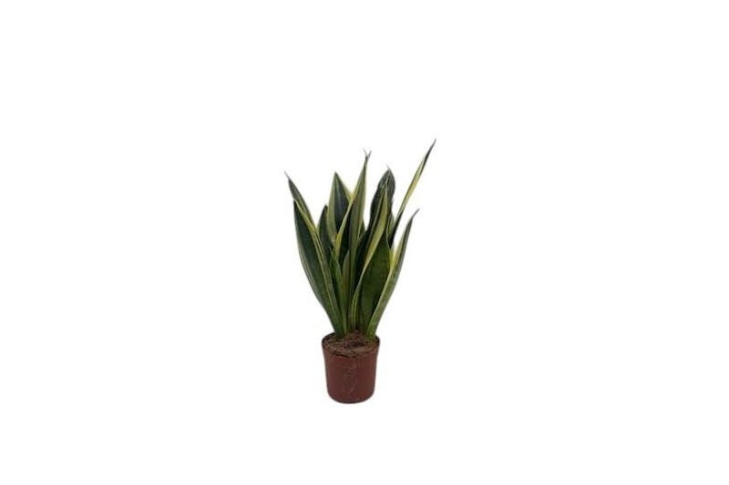 Sansevieria trifasciata Sansevieria Canary 