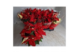 Euphorbia pul. superba new glitter superba new glitter 3 bl.