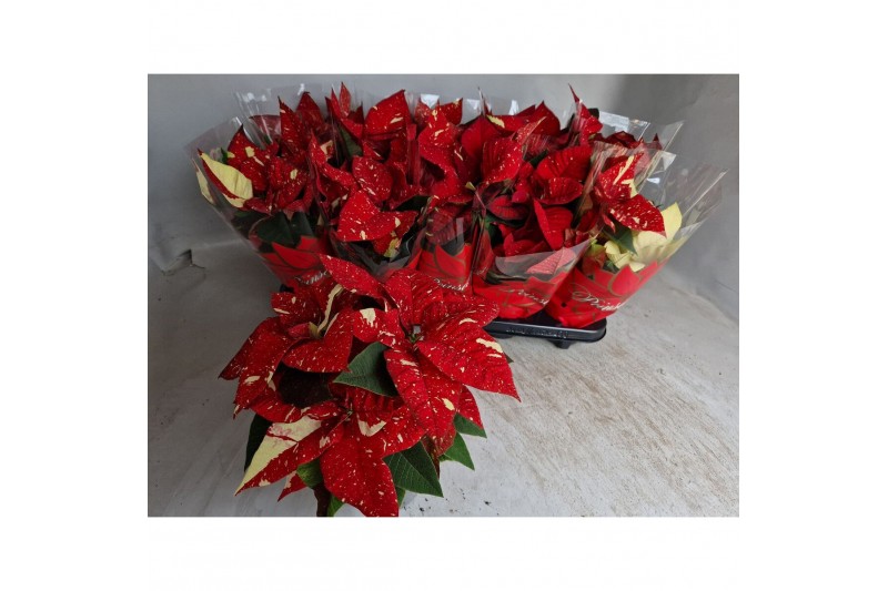 Euphorbia pul. superba new glitter superba new glitter 3 bl. 