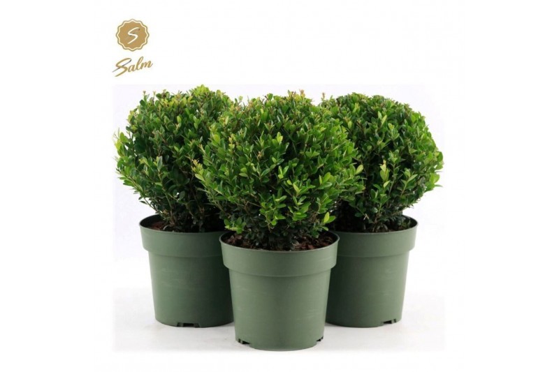 Ilex crenata jenny Ilex crenata Jenny® Ball Ø20cm P17 