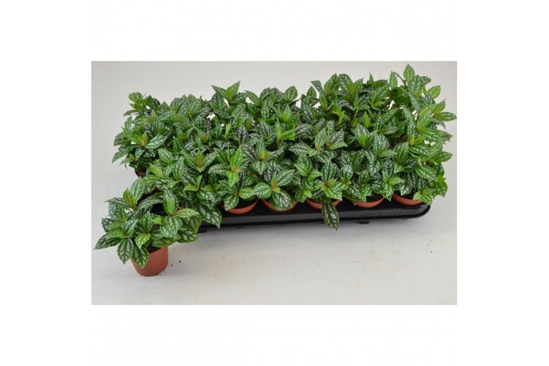 Pilea cadierei PILEA CADIEREI 3 pp 