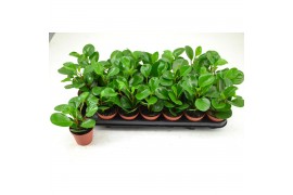 Peperomia PEPEROMIA GREEN LEMON 2 pp