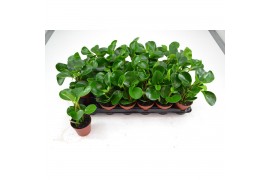 Peperomia clusiifolia red margin PEPEROMIA RED MARGIN 2 pp