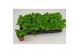 Pilea alumi PILEA MOON VALLEY 3 pp 