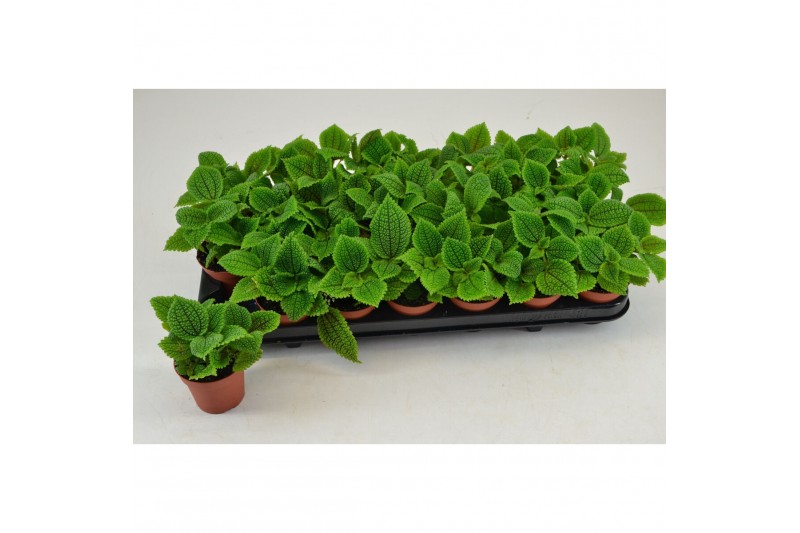 Pilea alumi PILEA MOON VALLEY 3 pp 