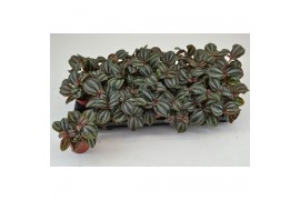Pilea norfolk PILEA NORFOLK 3 pp