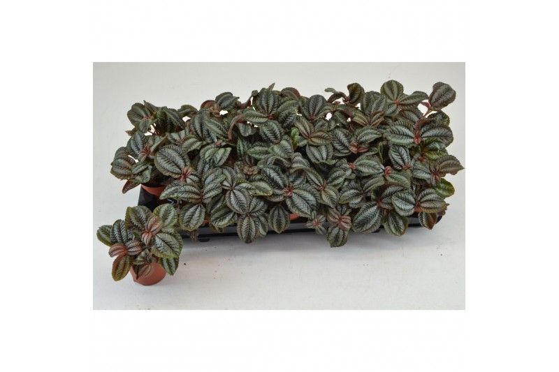 Pilea norfolk PILEA NORFOLK 3 pp 