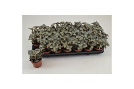 Pilea ellen PILEA ELLEN 3 pp