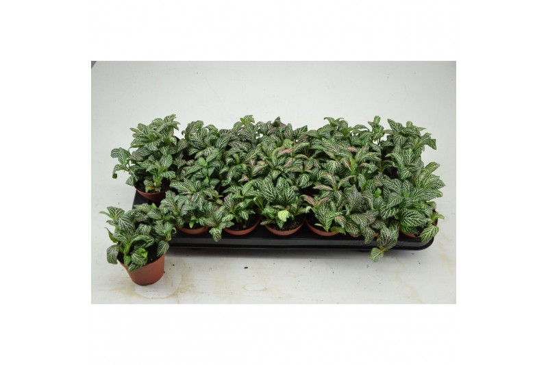 Fittonia mosaic festival FITTONIA FESTIVAL 8,5 CM 4 pp 