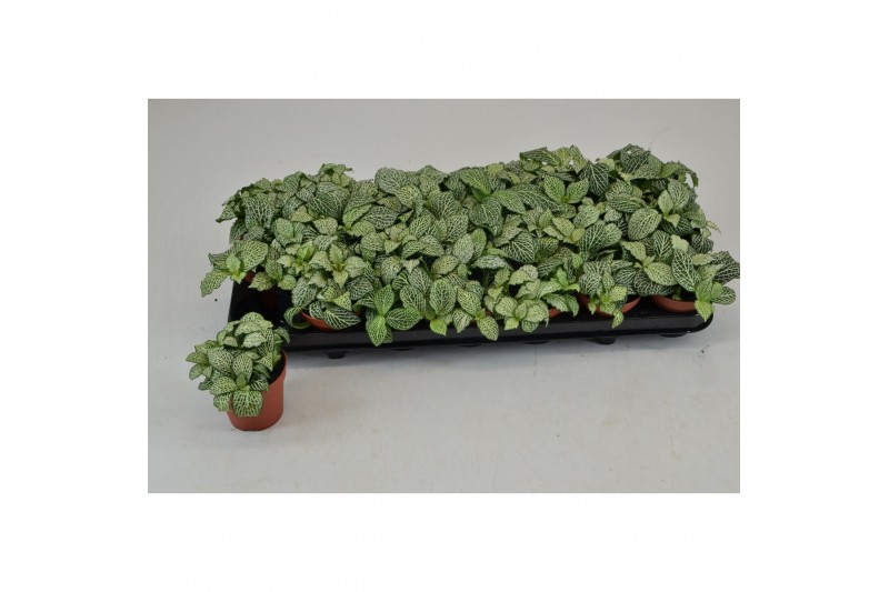 Fittonia whisper FITTONIA WHISPER 3 pp 