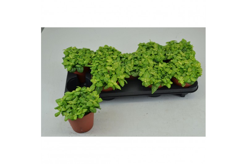 Fittonia FITTONIA JOLY LEMON 12 CM 8 pp 