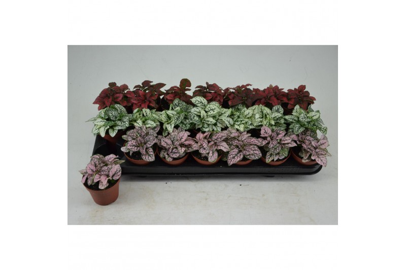 Hypoestes phyllostachya mix HYPOESTES MIX 3 KLEUREN 4 pp 