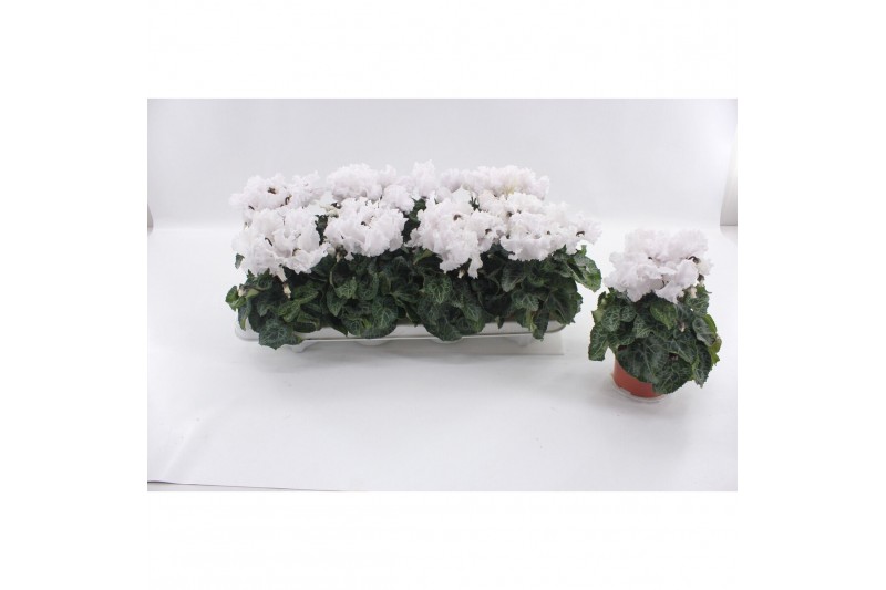 Cyclamen pers. super serie merengue Cyclaam Merenque White20 cm diamet Cyclamen pers. super serie merengue Cyclaam Merenque White20 cm diamet