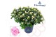 Rhododendron hortinno christine mag Hortinno® Home bicolor 25 - 27 cm  