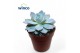 Echeveria Echeveria Blue Star1 bl. 