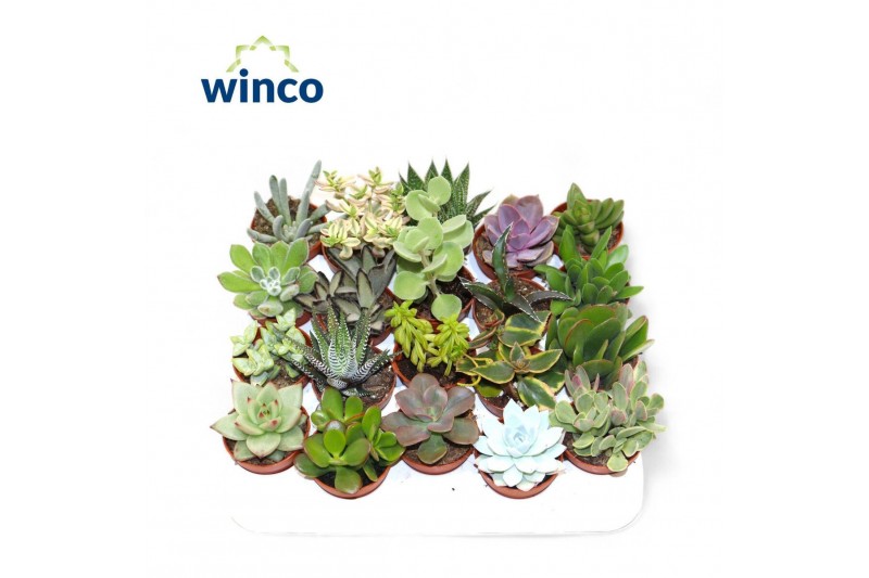 Succulenten Succulenten Mix 