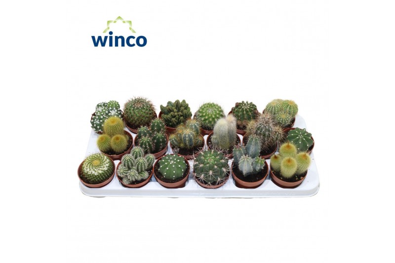 Cactus mix Cactus Mix (18spc.) 