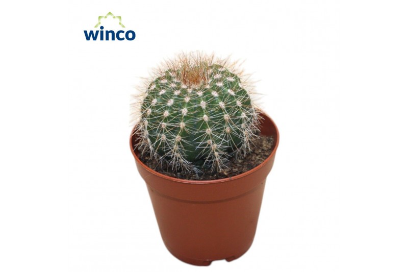 Parodia leninghausii Notocactus Schumanianum Parodia leninghausii Notocactus Schumanianum