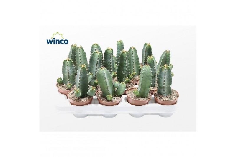 Euphorbia Euphorbia Resinifera 