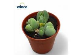 Succulenten Vanheerdea Divergens