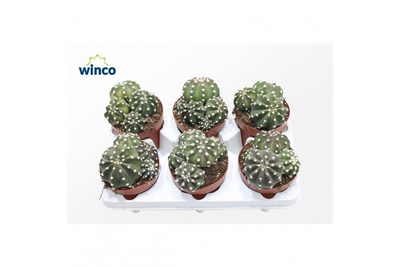 Cactus Echinopsis Subdenudata (group)3 pp 