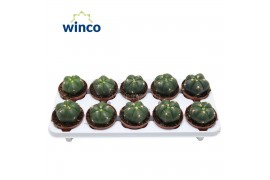 Gymnocalycium horstii Gymnocalycium Horsti1 pp