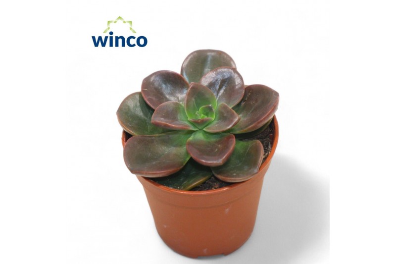 Echeveria Echeveria Melacooverige bl. 