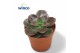 Echeveria Echeveria Melacooverige bl. 