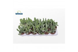 Kalanchoe Kalanchoe Oriculaoverig pp