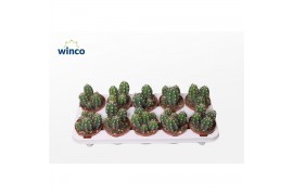 Cactus Stetsonia Coryne