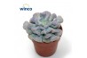 Echeveria Echeveria Cubic Frostoverige bl.