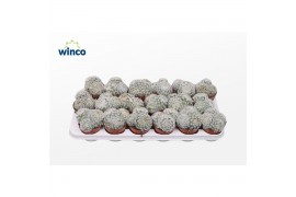 Mammillaria Mammillaria Plumosa