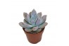 Echeveria Graptoveria Opalinaoverig pp overige bl.