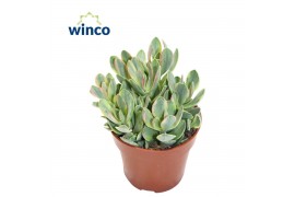 Crassula Crassula Rusby Variagata