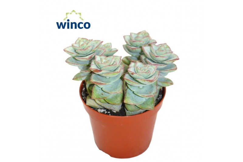 Crassula perforata Crassula Perforata Azul 