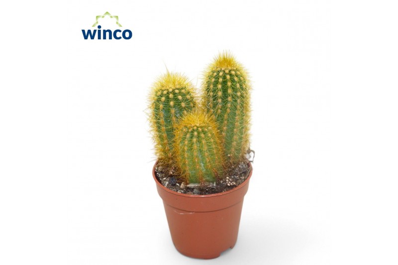 Pilosocereus chrysostele Pilosocereus Chrysotele Pilosocereus chrysostele Pilosocereus Chrysotele