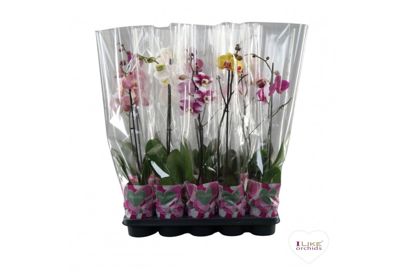 Phalaenopsis mix Phalaenopsis mix - 1 tak 70cm A2 6 bl. 1 tak/plnt 