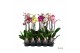 Phalaenopsis mix Phalaenopsis mix - 1 tak 70cm A2 6 bl. 1 tak/plnt 