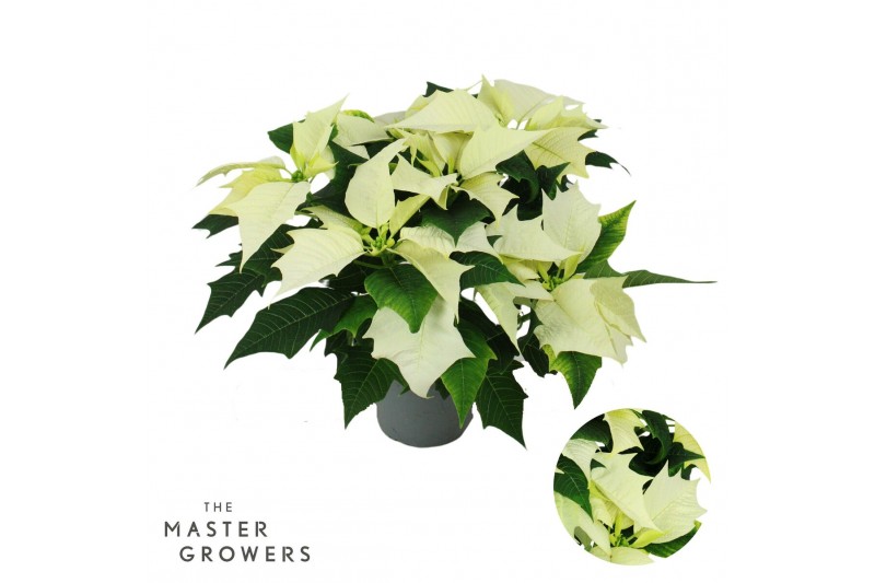 Euphorbia pul. alaska Poinsettia Alaska wit 13cm 5 bloem5 bl. 