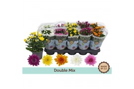 Chrysanthemum ind. gevuldbloemig mix Chrysant Double Mix3 pp