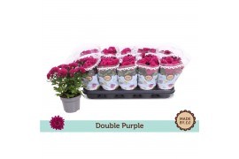 Chrysanthemum ind. mount aubisque purple Chrysant Double Purple3 pp