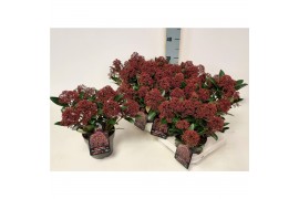 Skimmia japonica rubesta cuba Skimmia jap. Rubesta P136 bl.